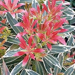 Gardenersdream pieris flaming for sale  Delivered anywhere in UK