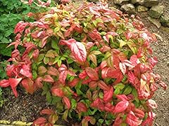 Firepower nandina heavenly for sale  Delivered anywhere in USA 