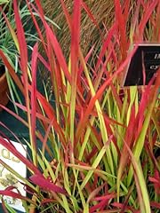 Imperata cylindrica rubra for sale  Delivered anywhere in UK