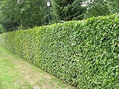 Green beech hedging for sale  Delivered anywhere in UK