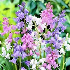 Votaniki spanish bluebell for sale  Delivered anywhere in USA 