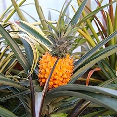Sugarloaf pineapple plant for sale  Delivered anywhere in USA 