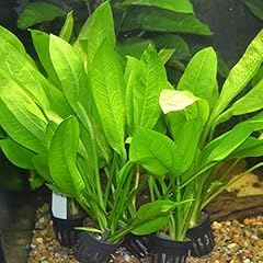 Amazon sword echinodorus for sale  Delivered anywhere in USA 