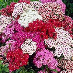 Dianthus alpine plant for sale  Delivered anywhere in UK