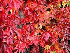 Piante parthenocissus quinquef usato  Spedito ovunque in Italia 