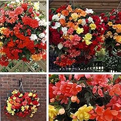 Begonia illumination mixed for sale  Delivered anywhere in UK