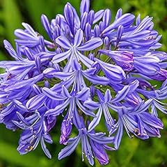 Bareroot blue agapanthus for sale  Delivered anywhere in USA 