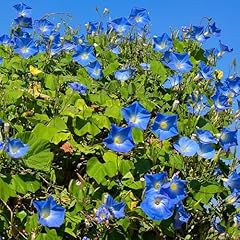 Morning glory heavenly for sale  Delivered anywhere in UK