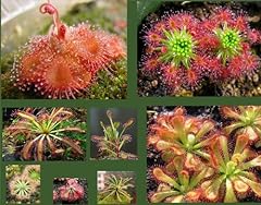Drosera seeds collection for sale  Delivered anywhere in UK