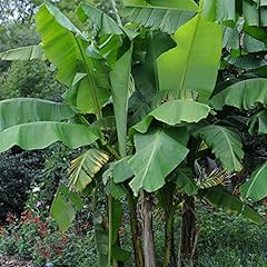 Tropical fruit musa for sale  Delivered anywhere in UK