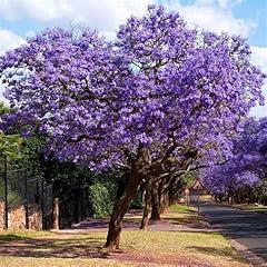 Astone paulownia tomentosa usato  Spedito ovunque in Italia 
