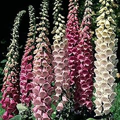 Flower seed foxglove for sale  Delivered anywhere in UK