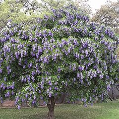 Texas mountain laurel for sale  Delivered anywhere in USA 