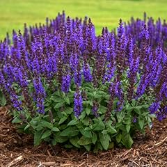 Votaniki salvia nemorosa for sale  Delivered anywhere in USA 