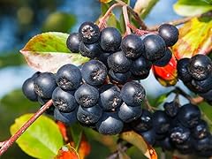 Aronia berry bush for sale  Delivered anywhere in USA 