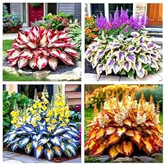 Hosta zwiebeln kältebeständi gebraucht kaufen  Wird an jeden Ort in Deutschland