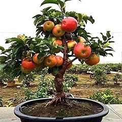 Dwarf bonsai apple for sale  Delivered anywhere in USA 