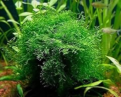 Java moss portion for sale  Delivered anywhere in USA 