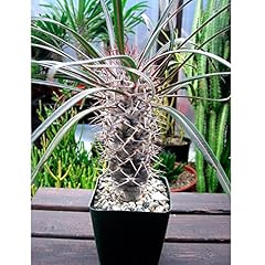 Graines pachypodium geayi d'occasion  Livré partout en Belgiqu