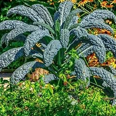 Kale borecole black for sale  Delivered anywhere in UK