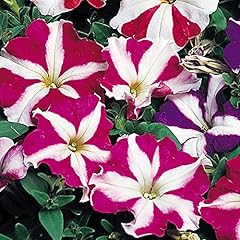100 petunia nana for sale  Delivered anywhere in UK