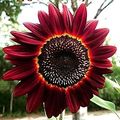Sunflower red moulin for sale  Delivered anywhere in UK