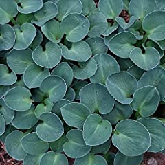 Hosta blue mouse for sale  Delivered anywhere in Ireland