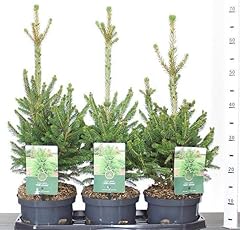 Abete rosso picea usato  Spedito ovunque in Italia 