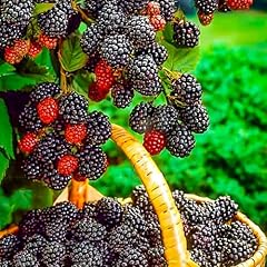 Brombeeren triple crown gebraucht kaufen  Wird an jeden Ort in Deutschland