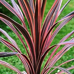 Gardenersdream cordyline south for sale  Delivered anywhere in UK
