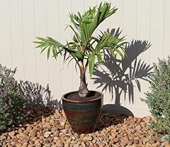 Bottle palm hyophorbe for sale  Delivered anywhere in USA 