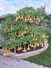 Brugmansia arborea yellow usato  Spedito ovunque in Italia 