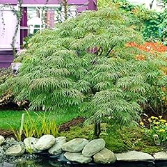 Waterfall green weeping for sale  Delivered anywhere in USA 