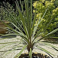 Yougarden pair cordyline for sale  Delivered anywhere in UK
