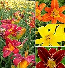 Mixed hemerocallis hybrida for sale  Delivered anywhere in USA 