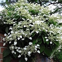 Hydrangea plant anomala for sale  Delivered anywhere in Ireland