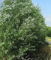 Hybrid willow trees for sale  Delivered anywhere in USA 