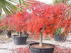 Acero rosso giapponese usato  Spedito ovunque in Italia 