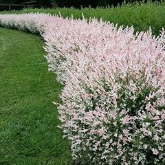 Dappled willow cuttings for sale  Delivered anywhere in USA 