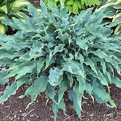 Wild imagination hosta for sale  Delivered anywhere in USA 