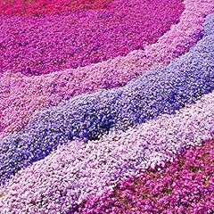 Gardeners dream phlox gebraucht kaufen  Wird an jeden Ort in Deutschland
