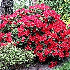 Rhododendron scarlet wonder for sale  Delivered anywhere in UK