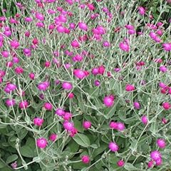 Lychnis coronaria perennial for sale  Delivered anywhere in UK