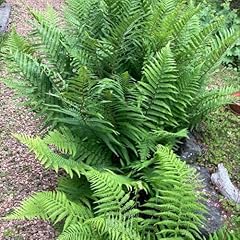 Set fern live for sale  Delivered anywhere in USA 