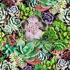 Succulents mix rare for sale  Delivered anywhere in USA 