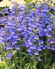 Pack penstemon heavenly for sale  Delivered anywhere in Ireland