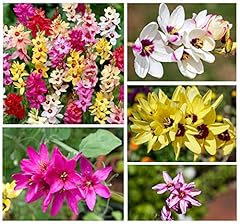 20x ixia mixed for sale  Delivered anywhere in UK