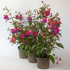 Fuchsia plant outdoor for sale  Delivered anywhere in UK