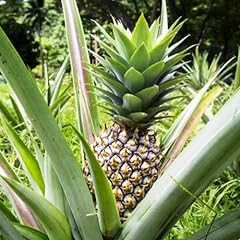 Pineapple plants white for sale  Delivered anywhere in USA 