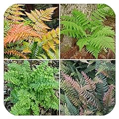 Woodland ferns mixed for sale  Delivered anywhere in UK